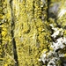 Granular Goldspeck Lichen - Photo (c) Samuel Brinker, some rights reserved (CC BY-NC), uploaded by Samuel Brinker