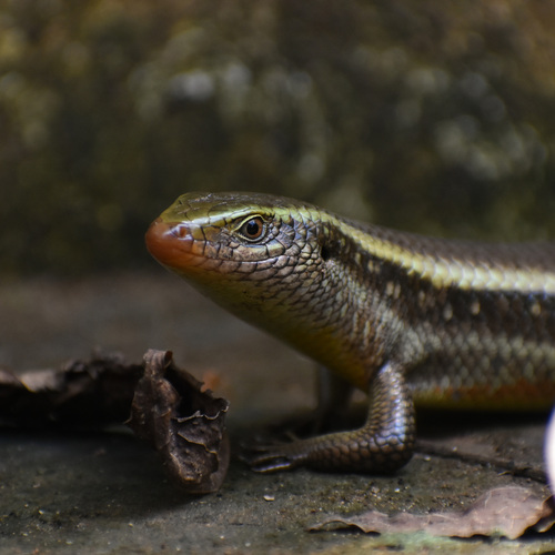 Common skink, Eutropis carinata