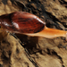 Euglandina rosea - Photo (c) John Slapcinsky,  זכויות יוצרים חלקיות (CC BY-NC)