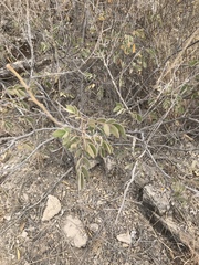 Senna villosa