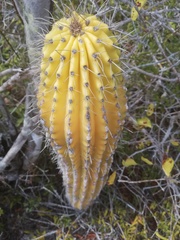 Cephalocereus nudus