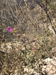 Mirabilis viscosa