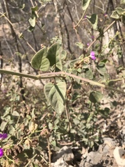 Mirabilis viscosa