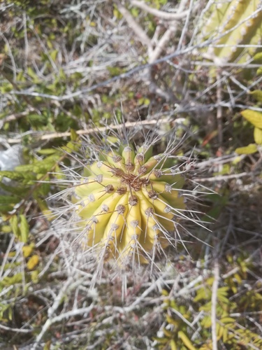 Tetecho de flor escamosa