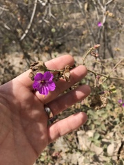 Mirabilis viscosa