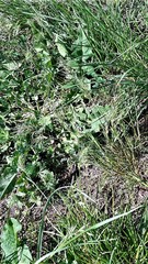 Poa bulbosa vivipara