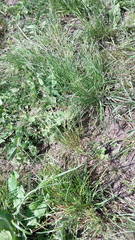 Poa bulbosa vivipara