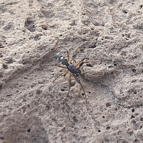 Micrathena funebris