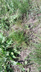 Poa bulbosa vivipara