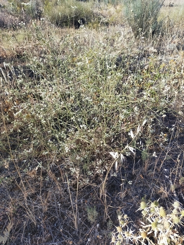 Image of Pimpinella villosa by (c) Jorge Íñiguez, some rights reserved (CC BY)