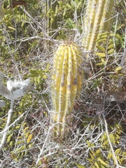 Cephalocereus nudus