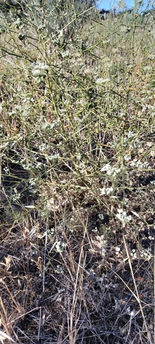 Image of Pimpinella villosa by (c) Jorge Íñiguez, some rights reserved (CC BY)