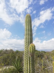 Cephalocereus nudus