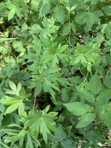 Image of Aconitum volubile by (c) Valerii Glazunov, some rights reserved (CC BY)