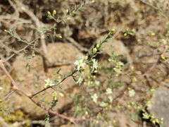 Asparagus nesiotes subsp. purpuriensis image