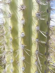Cephalocereus nudus