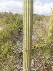 Cephalocereus nudus