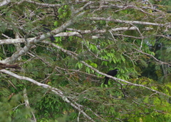Querula purpurata