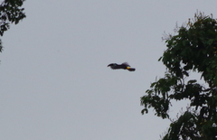 Ramphastos vitellinus