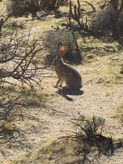 Lepus californicus bennettii