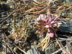 Claytonia saxosa