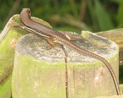 Trachylepis depressa