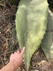 Agave marmorata