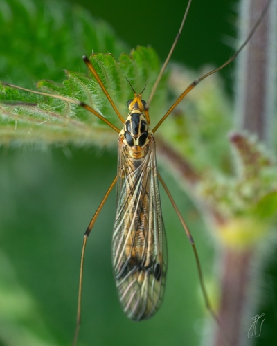 four-spotted cranefly, photo 6 of 8