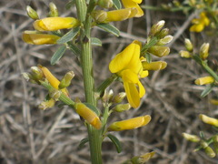 Genista fasselata