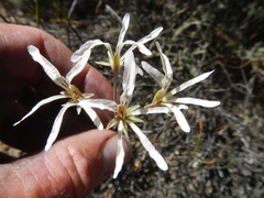 Pelargonium fergusoniae