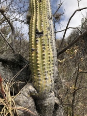 Cephalocereus nudus
