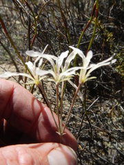 Pelargonium fergusoniae
