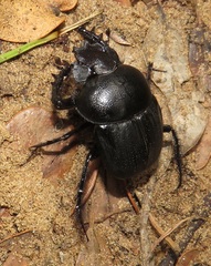 Scarabaeus bornemisszai