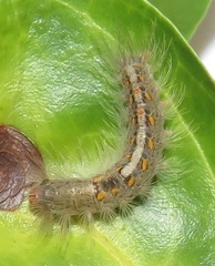 Euproctis punctifera