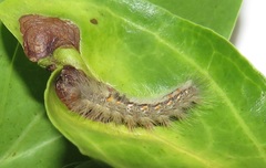 Euproctis punctifera