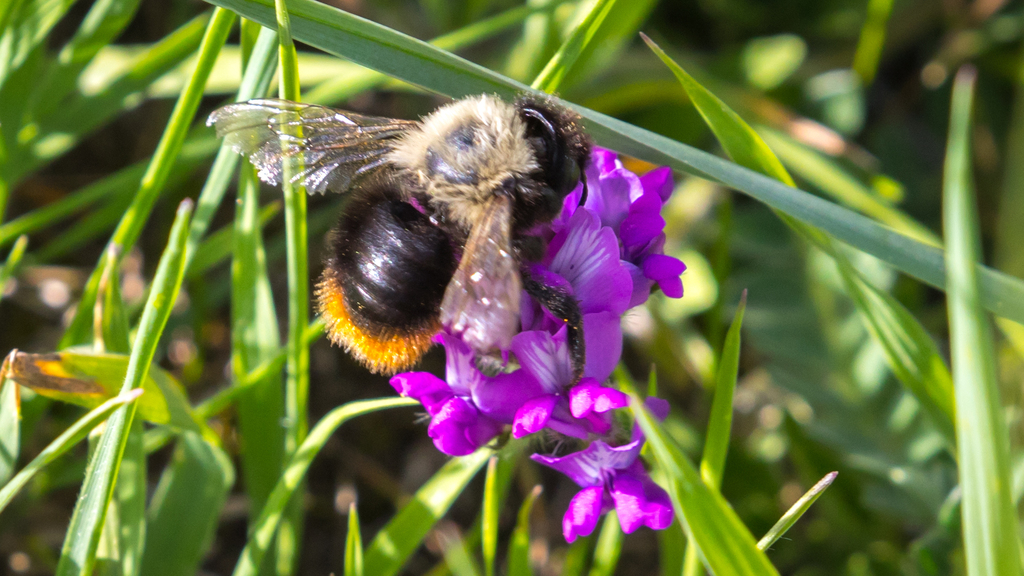 Megachile habropodoides