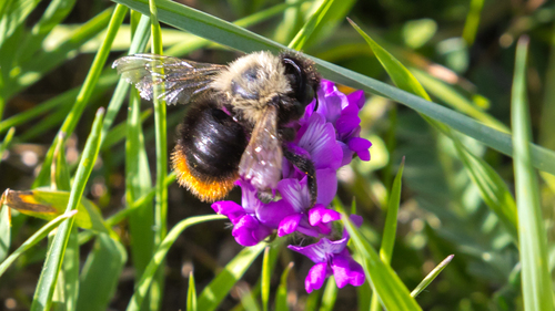 Megachile habropodoides