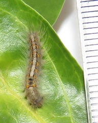 Euproctis punctifera