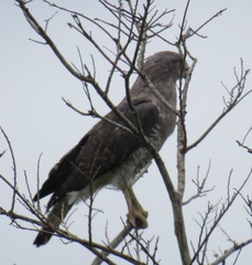 Circaetus fasciolatus