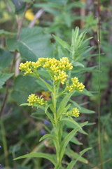 Solidago riddellii