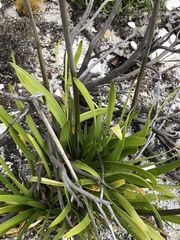 Agapanthus walshii