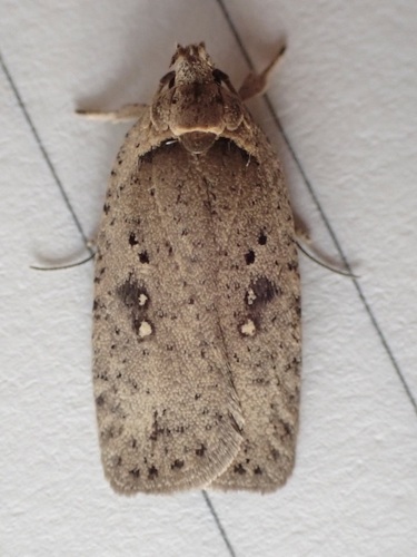 Clay-colored Agonopterix Moth photo 3