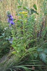 Solidago riddellii