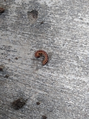 Oxidus gracilis
