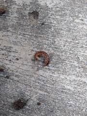 Oxidus gracilis