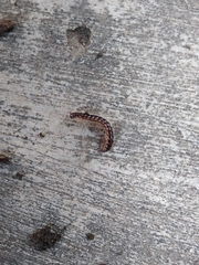 Oxidus gracilis