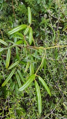 Rubus schmidelioides schmidelioides