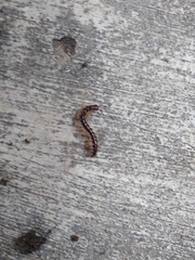 Oxidus gracilis