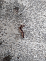 Oxidus gracilis