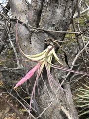 Tillandsia achyrostachys